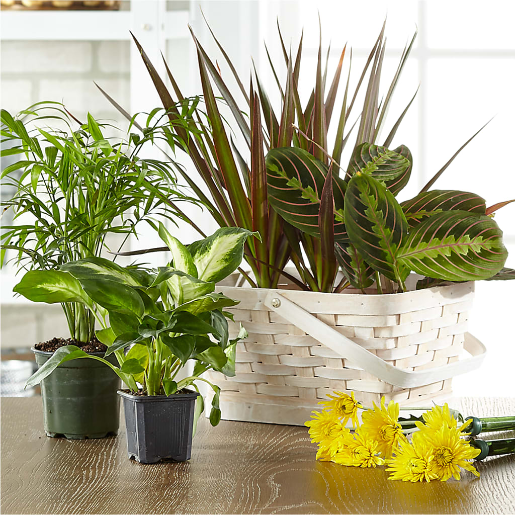 Florist Designed Blooming and Green Plants in a Basket – ANGELOS FLOWERS & GIFTS INC, Mississauga ON