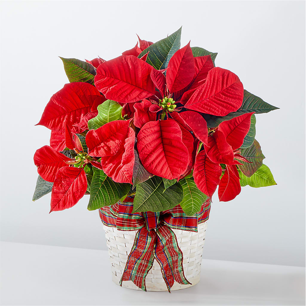 Happiest Holidays Poinsettia – ANGELOS FLOWERS & GIFTS INC, Mississauga ON