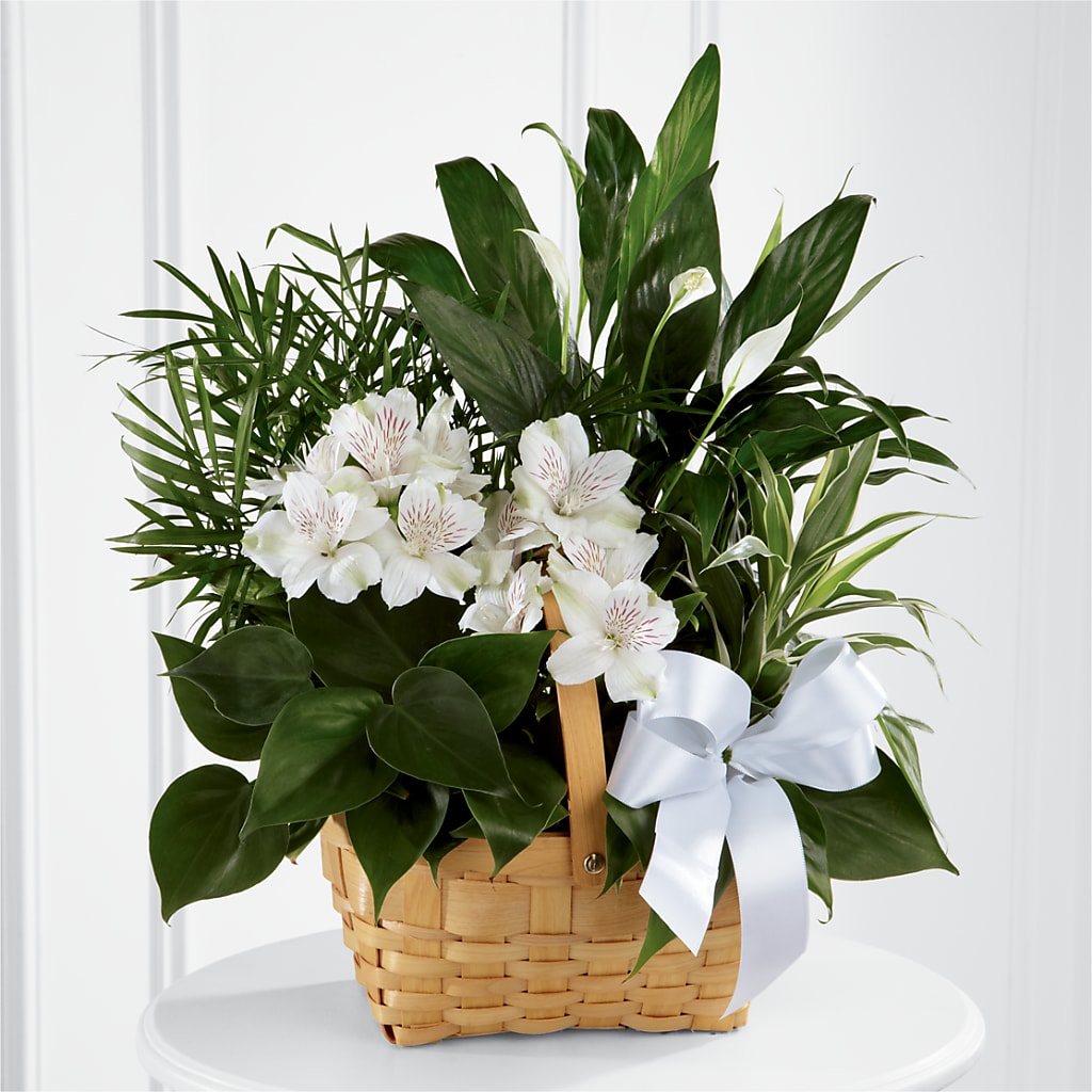 Peace & Serenity Dishgarden – ANGELOS FLOWERS & GIFTS INC, Mississauga ON