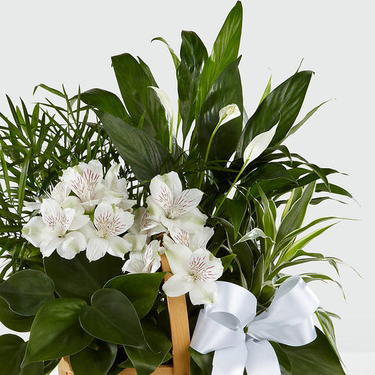 Peace & Serenity Dishgarden – ANGELOS FLOWERS & GIFTS INC, Mississauga ON
