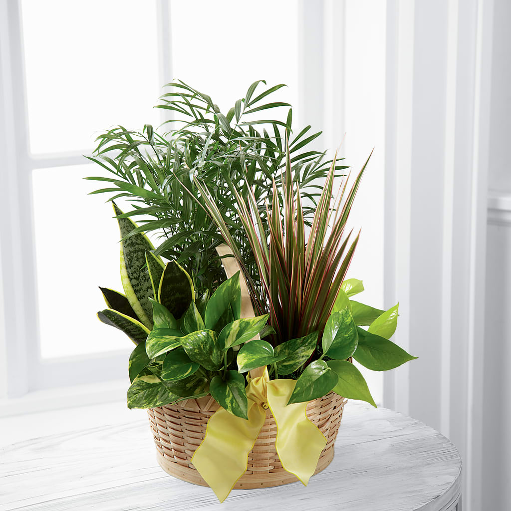 French Garden – ANGELOS FLOWERS & GIFTS INC, Mississauga ON