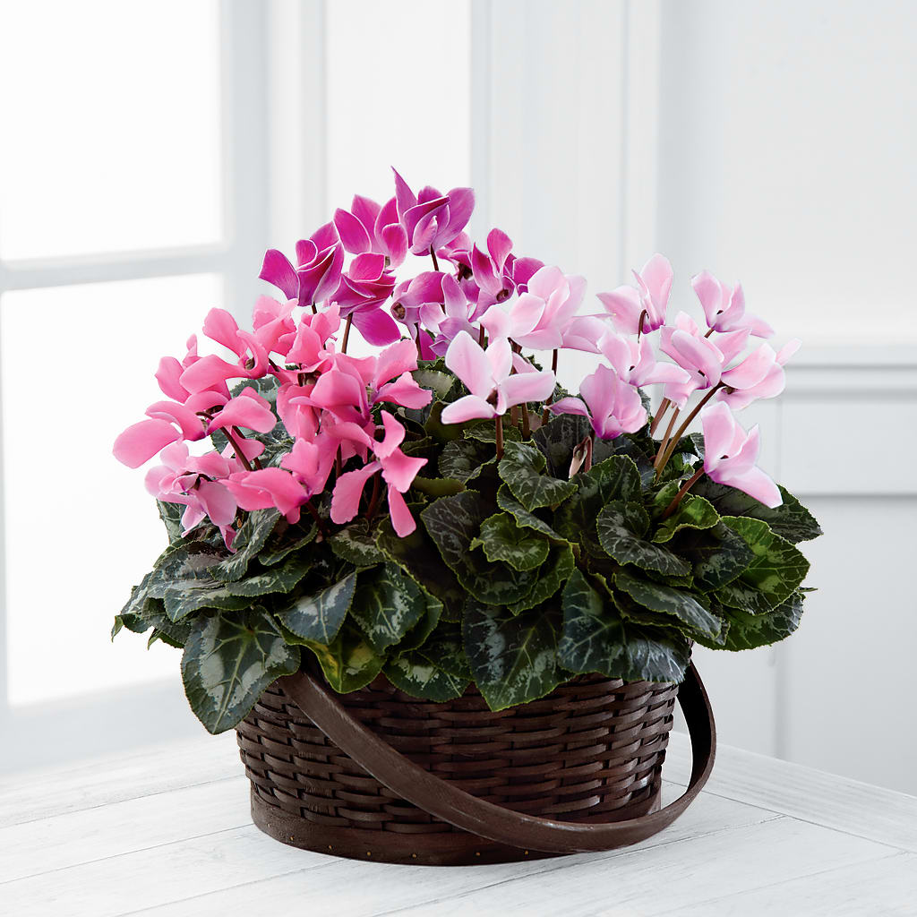 Mixed Cyclamen Planter – ANGELOS FLOWERS & GIFTS INC, Mississauga ON