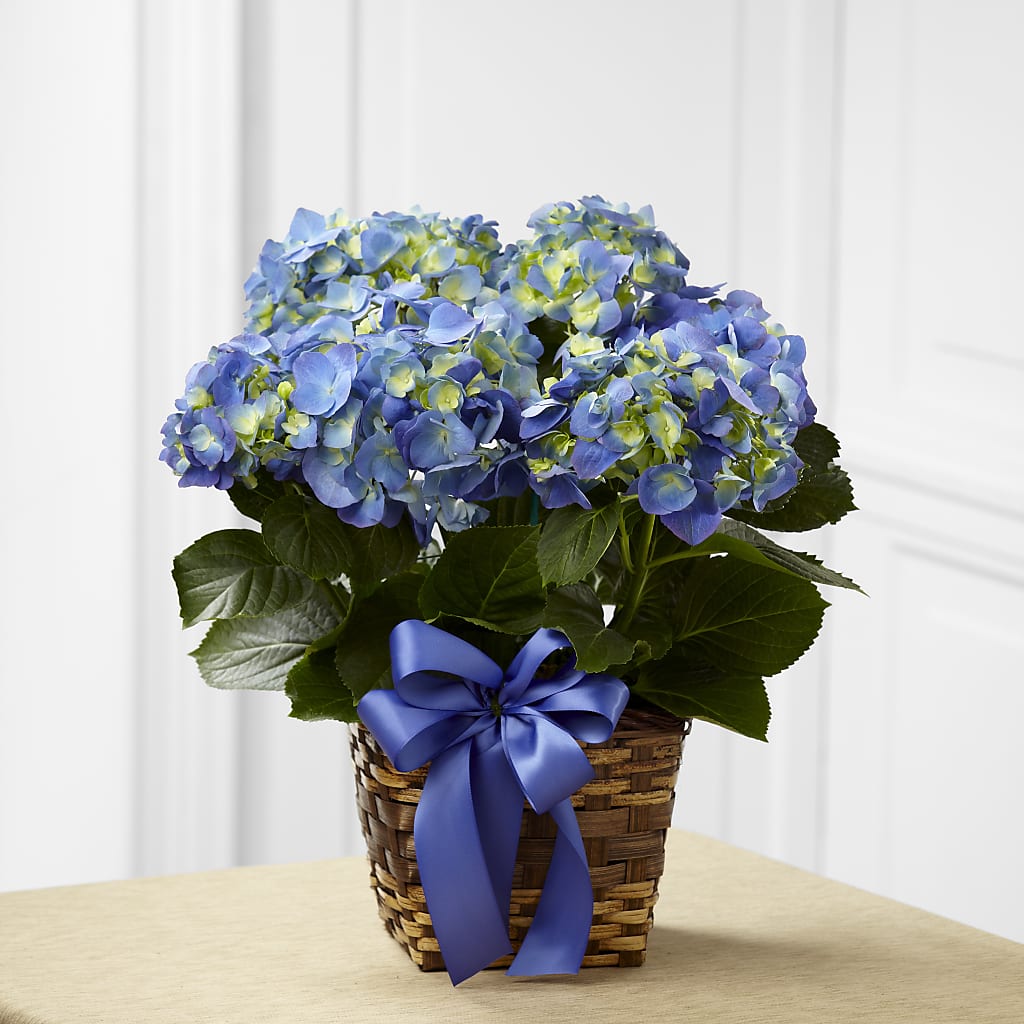 Blue Hydrangea Planter – ANGELOS FLOWERS & GIFTS INC, Mississauga ON