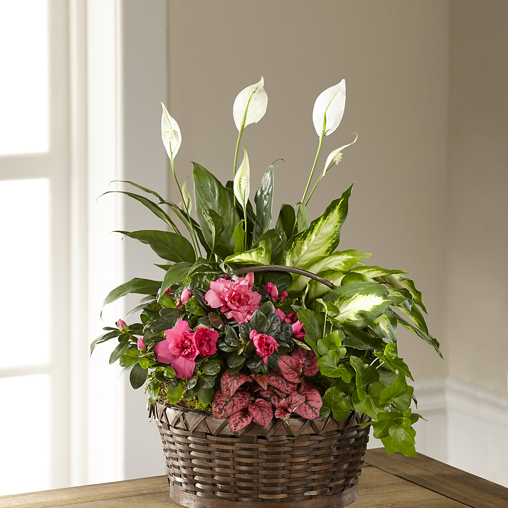 Dream in Pink Dishgarden – ANGELOS FLOWERS & GIFTS INC, Mississauga ON