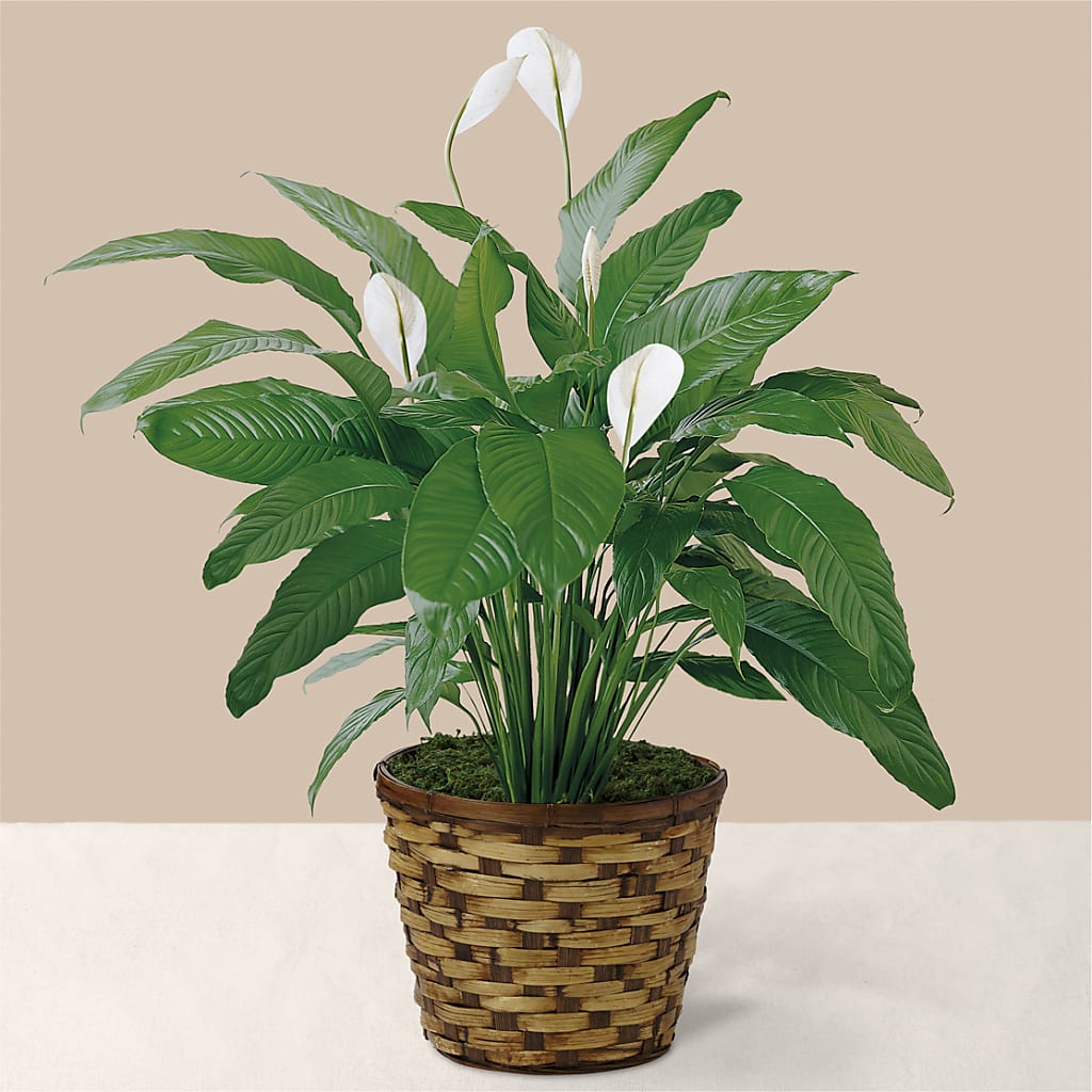 Tranquil Moments Peace Lily Plant – ANGELOS FLOWERS & GIFTS INC, Mississauga ON