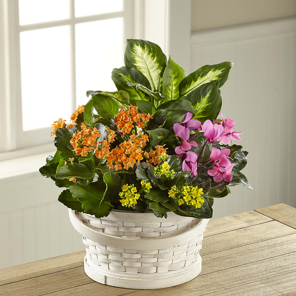 Color Crush Dishgarden – ANGELOS FLOWERS & GIFTS INC, Mississauga ON