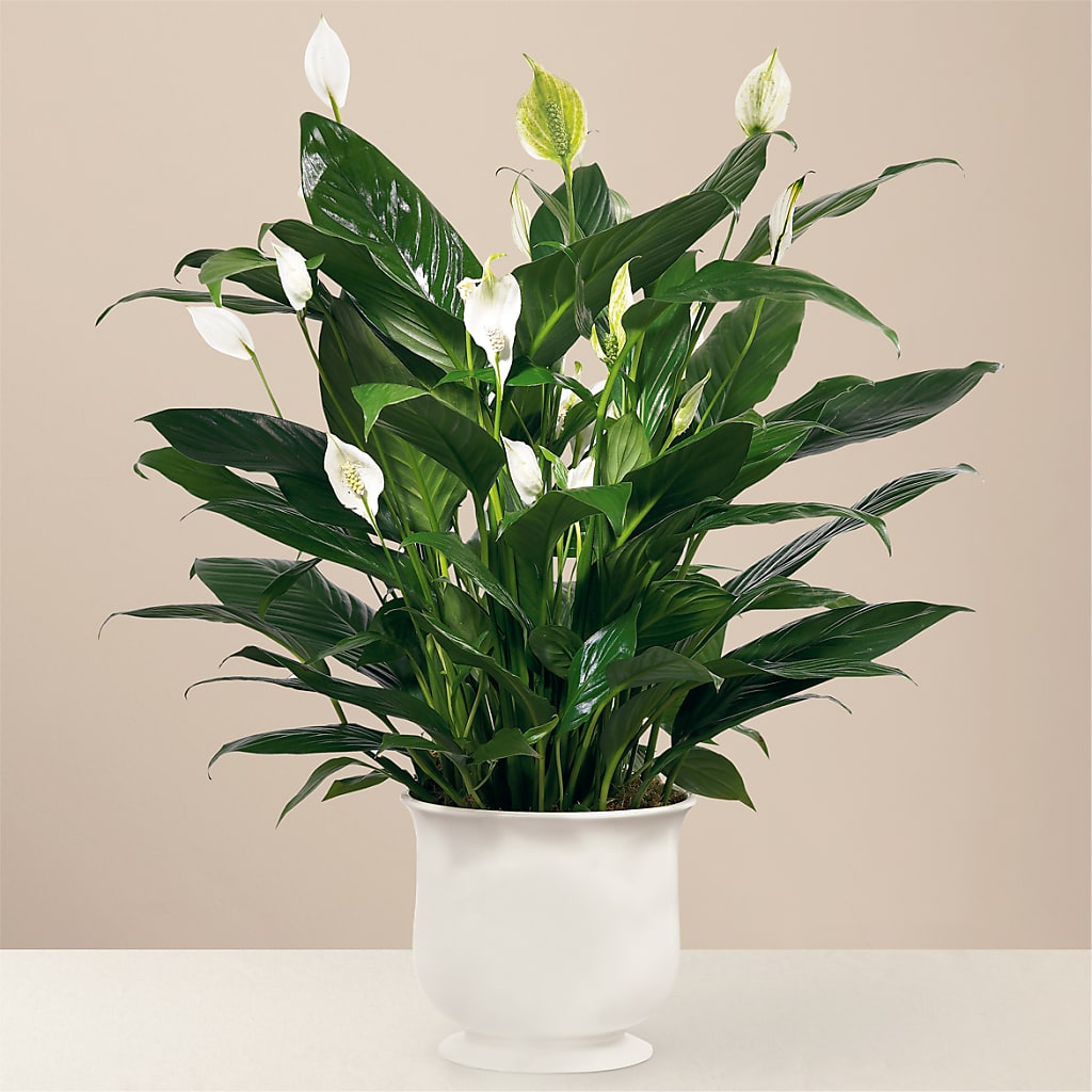 Comfort Planter – ANGELOS FLOWERS & GIFTS INC, Mississauga ON