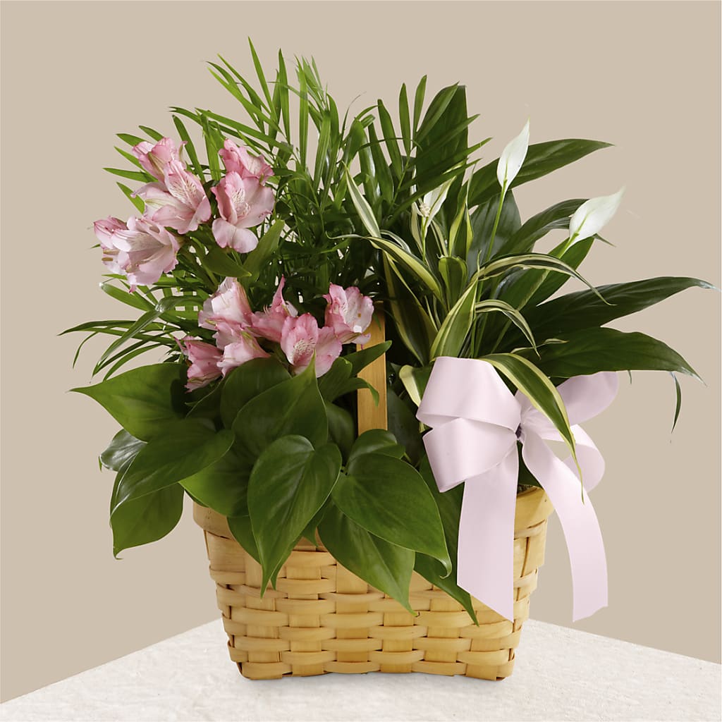 Living Spirit Dishgarden – ANGELOS FLOWERS & GIFTS INC, Mississauga ON