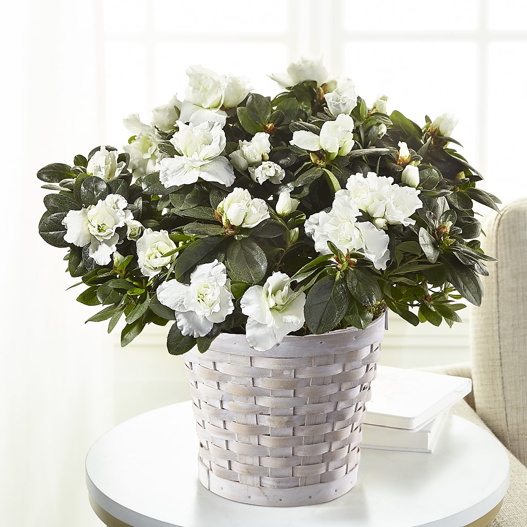 White Azalea Plant – ANGELOS FLOWERS & GIFTS INC, Mississauga ON