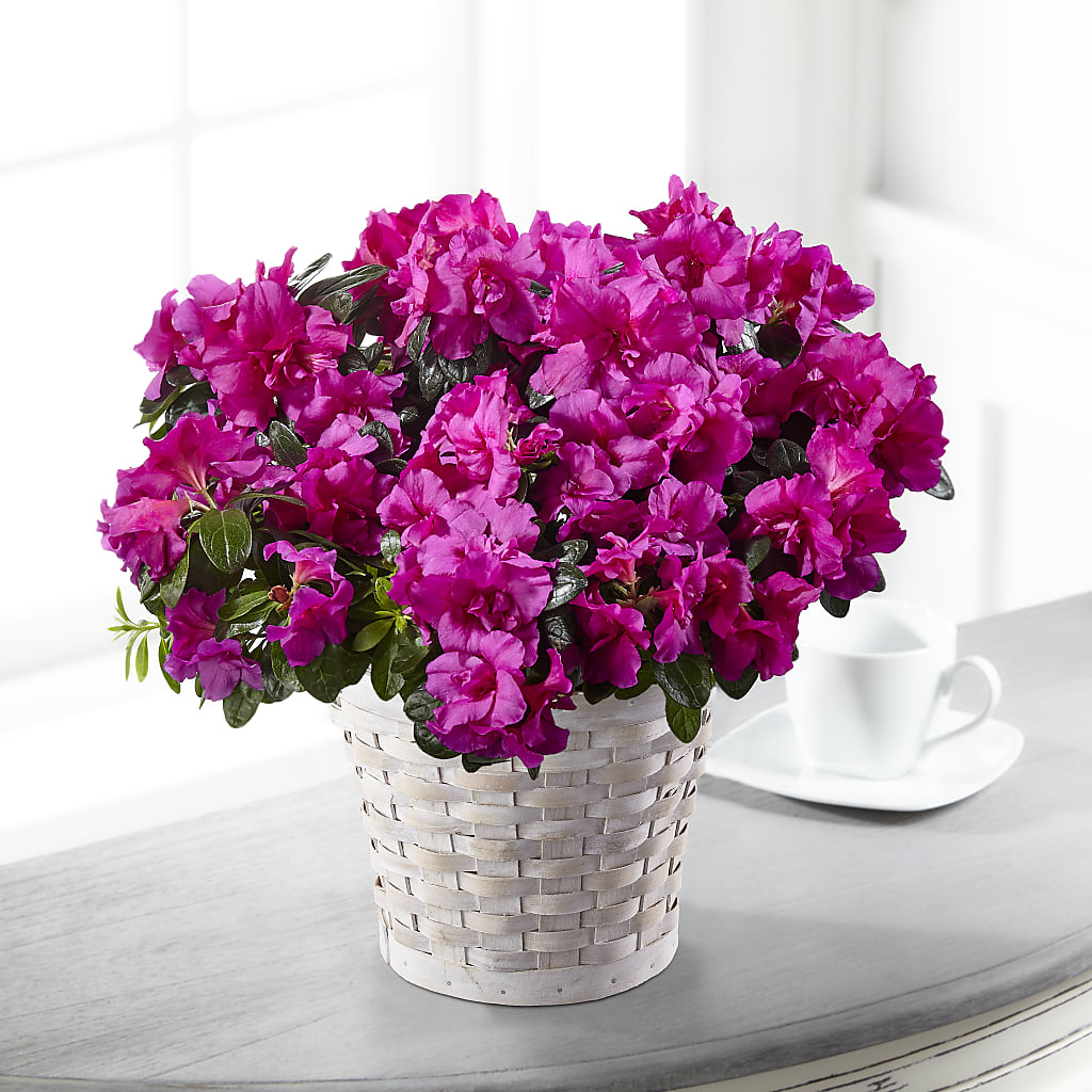 Hope & Serenity Azalea Plant – ANGELOS FLOWERS & GIFTS INC, Mississauga ON