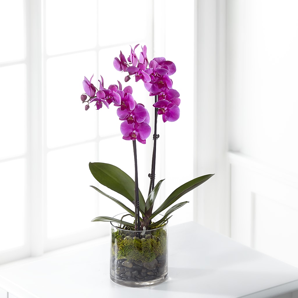 Pink Orchid Plant – ANGELOS FLOWERS & GIFTS INC, Mississauga ON