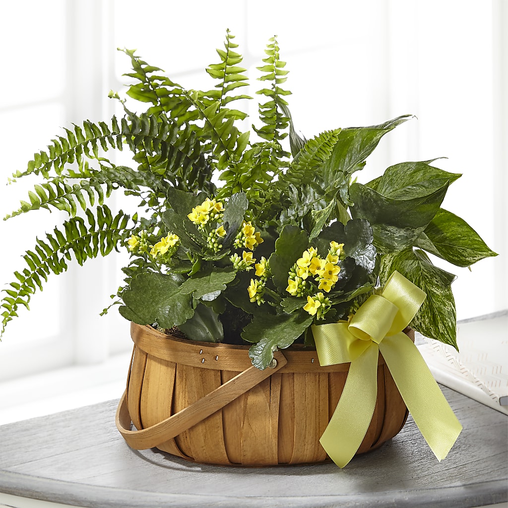 Always Dear Dishgarden – ANGELOS FLOWERS & GIFTS INC, Mississauga ON