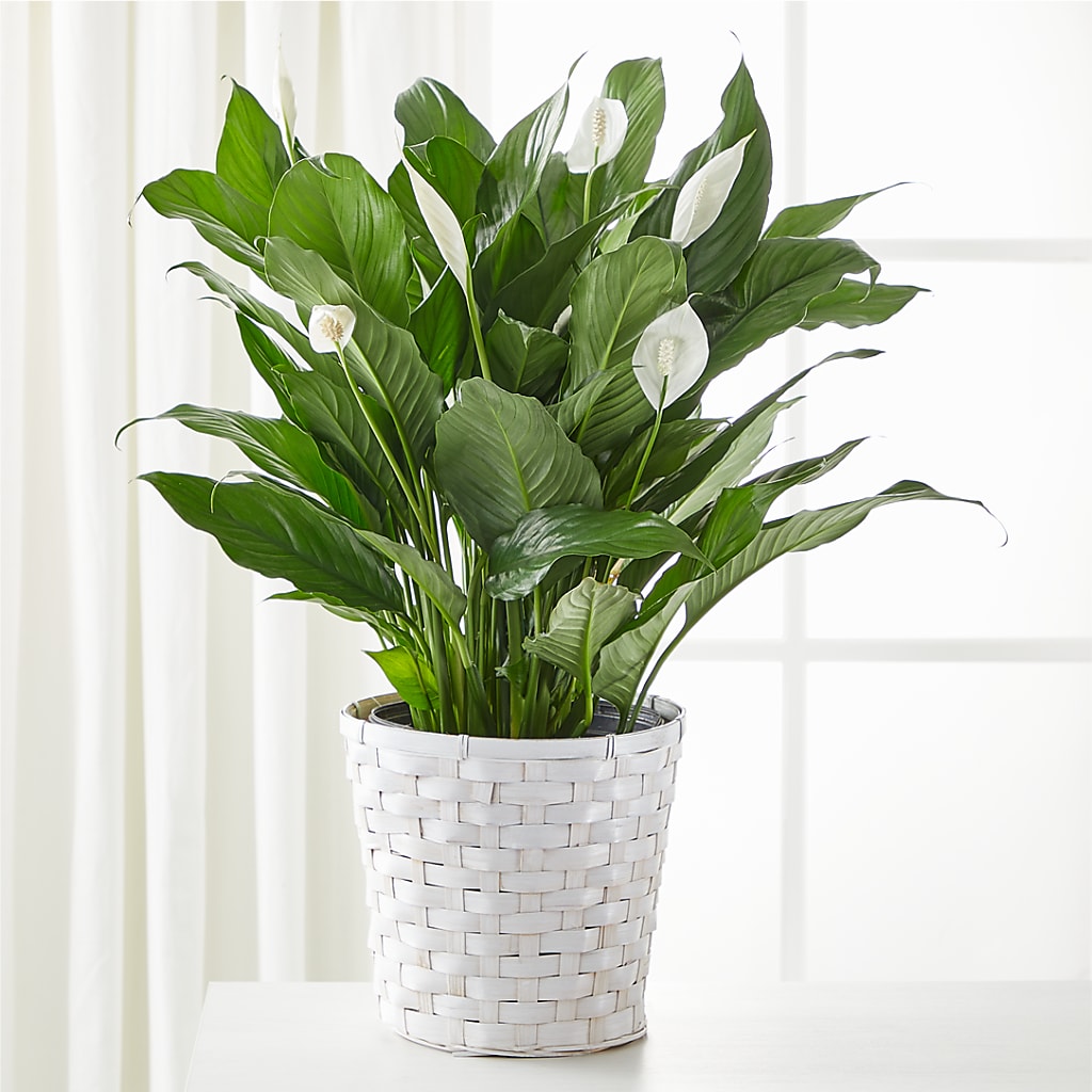 A New Leaf Peace Lily – ANGELOS FLOWERS & GIFTS INC, Mississauga ON