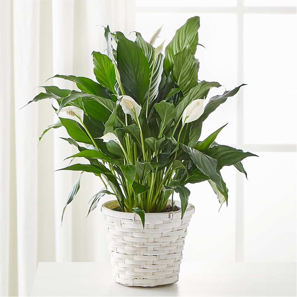 A New Leaf Peace Lily – ANGELOS FLOWERS & GIFTS INC, Mississauga ON