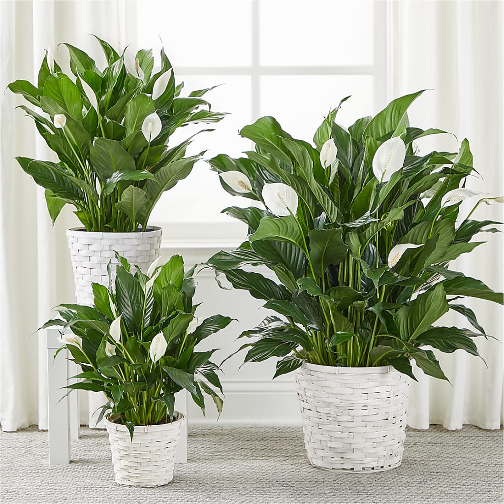 A New Leaf Peace Lily – ANGELOS FLOWERS & GIFTS INC, Mississauga ON