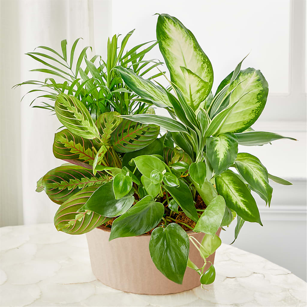 Balance & Harmony Dishgarden – ANGELOS FLOWERS & GIFTS INC, Mississauga ON
