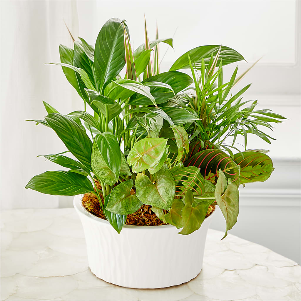 Balance & Harmony Dishgarden – ANGELOS FLOWERS & GIFTS INC, Mississauga ON