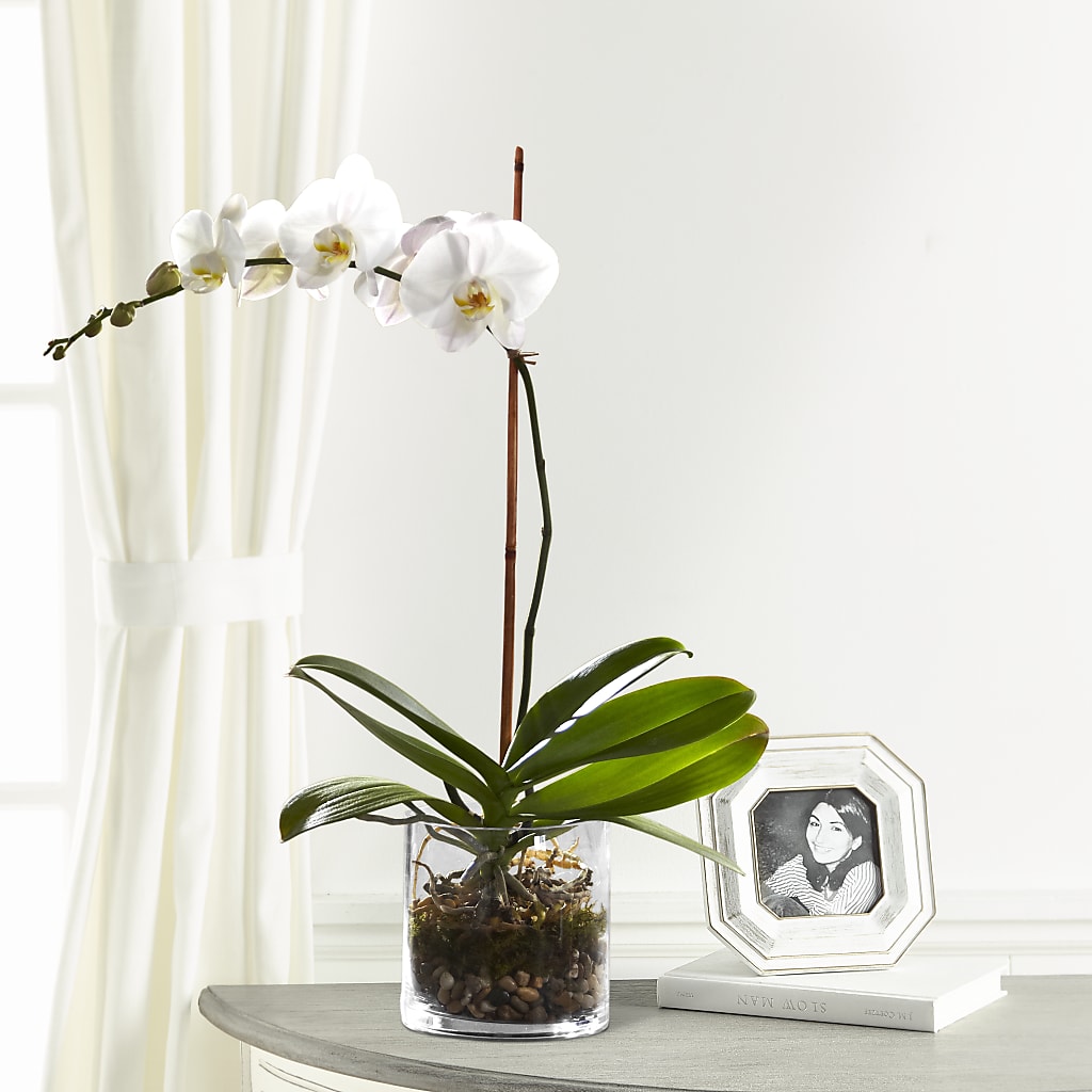 White Orchid Planter – ANGELOS FLOWERS & GIFTS INC, Mississauga ON
