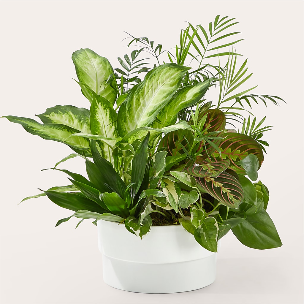 Radiating Positivity Dishgarden – ANGELOS FLOWERS & GIFTS INC, Mississauga ON