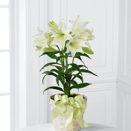 Easter Lily Plant – ANGELOS FLOWERS & GIFTS INC, Mississauga ON