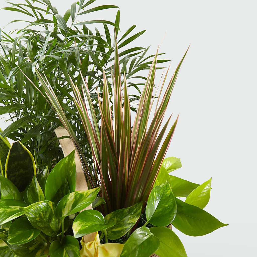 French Garden – ANGELOS FLOWERS & GIFTS INC, Mississauga ON