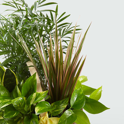 French Garden – ANGELOS FLOWERS & GIFTS INC, Mississauga ON