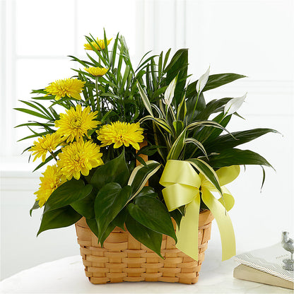 Loving Light Dishgarden – ANGELOS FLOWERS & GIFTS INC, Mississauga ON