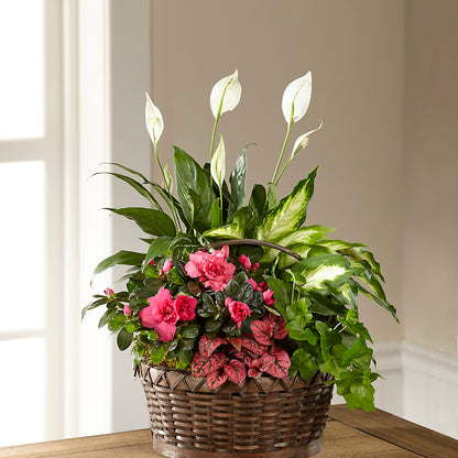 Dream in Pink Dishgarden – ANGELOS FLOWERS & GIFTS INC, Mississauga ON