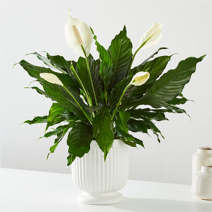 Comfort Planter – ANGELOS FLOWERS & GIFTS INC, Mississauga ON
