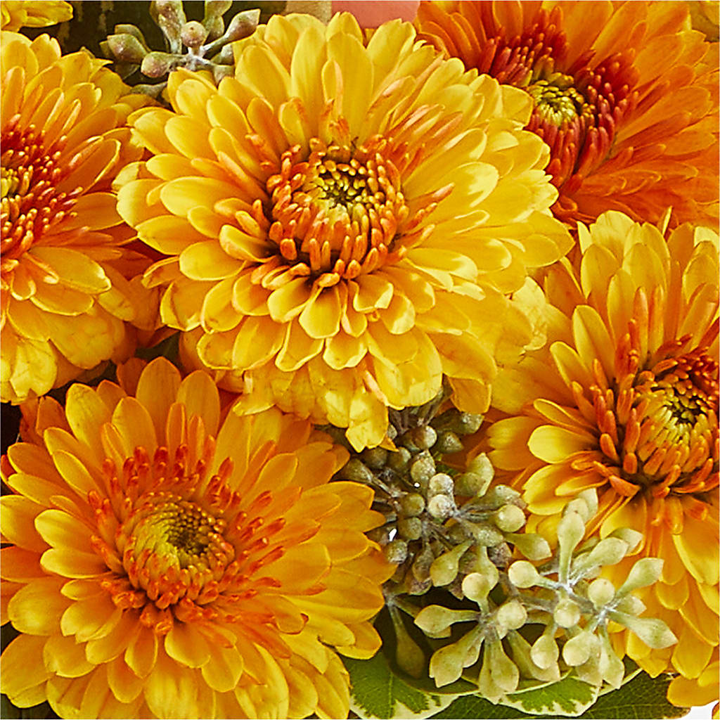 Peachy Pumpkin – ANGELOS FLOWERS & GIFTS INC, Mississauga ON
