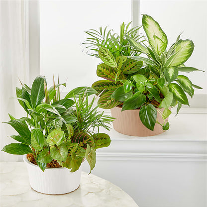 Balance & Harmony Dishgarden – ANGELOS FLOWERS & GIFTS INC, Mississauga ON
