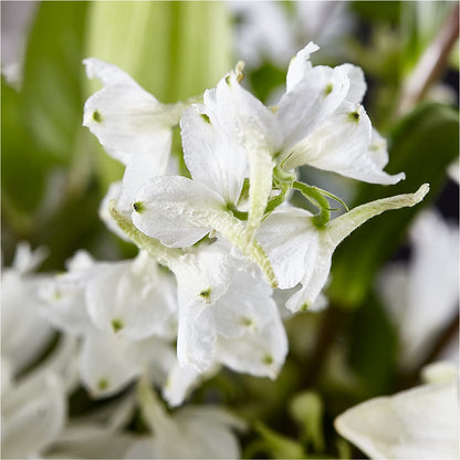 Classic Ivory – A Florist Original – ANGELOS FLOWERS & GIFTS INC, Mississauga ON